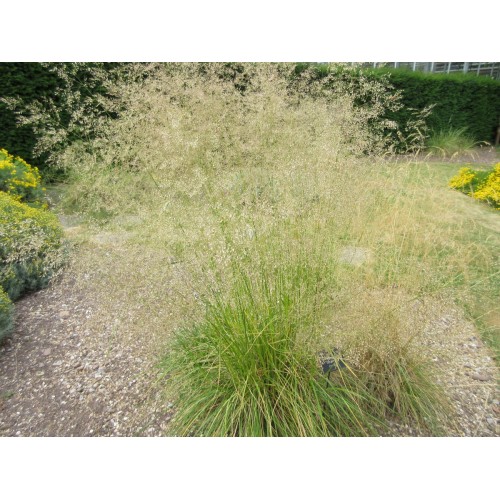 Šluotsmilgė kupstinė ( lot. Dechampasia cespitosa )  Goldtau