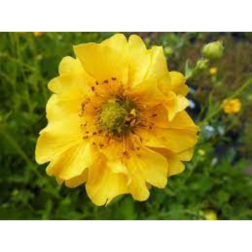 Žiognagė (lot. Geum  rivale) Goldball