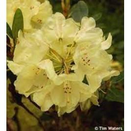 Rododendras ( lot. Rhododendron) Goldkrone Rododendras ( lot. Rhododendron) Goldkrone