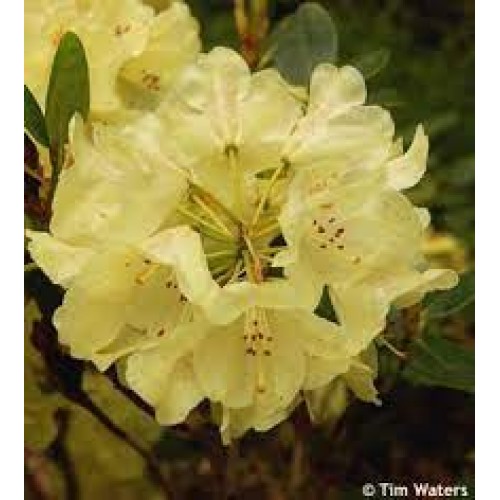 Rododendras ( lot. Rhododendron) Goldkrone
