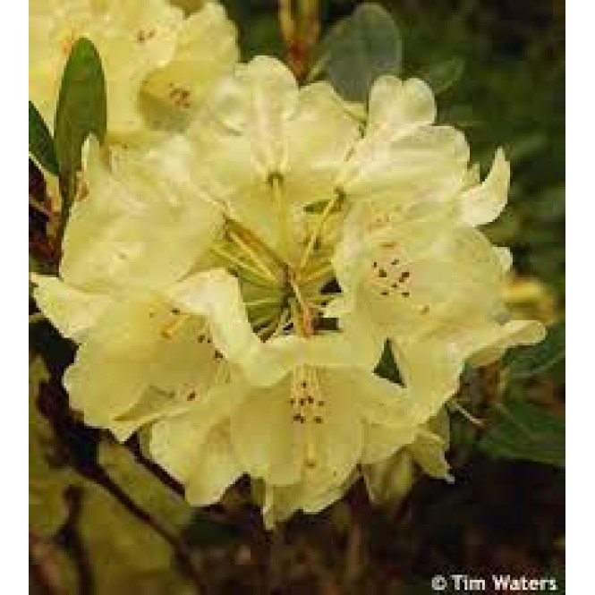 Rododendras ( lot. Rhododendron) Goldkrone