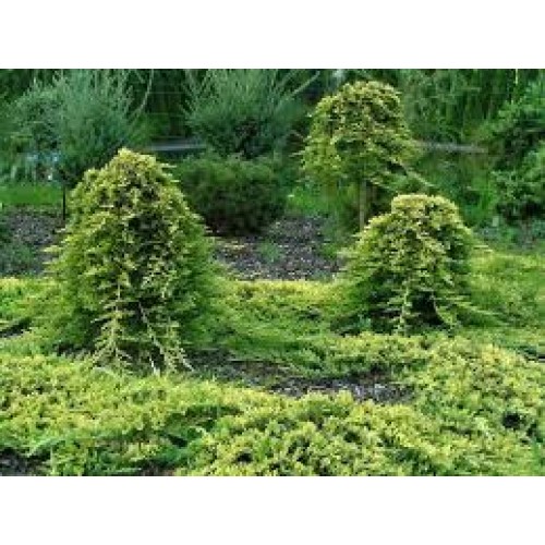 Kadagys ant koto( lot. Juniperus horizontalis)  Golden CArpet