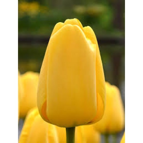 Tulpės Golden Parade, 100 vnt