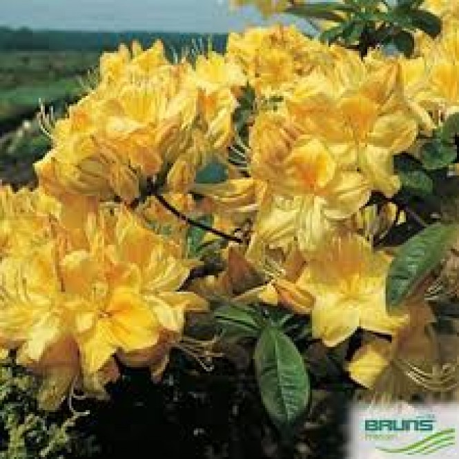 Azalija didžiažiedė  ( lot. Azalea deciduous)  Golden Sunset