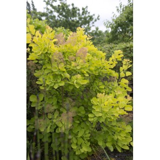 Pūkenis europinis ( lot. Cotinus coggyria) Golden Spirit