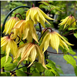 Raganė   ( lot.Clematis )  Golden Surprise