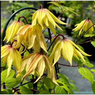 Raganė   ( lot.Clematis )  Golden Surprise