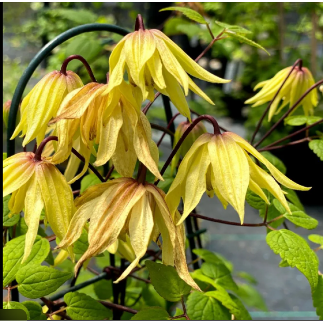Raganė   ( lot.Clematis )  Golden Surprise