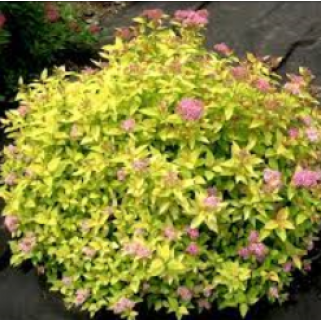 Lanksva japoninė ( lot. Spiraea japonica) Golden Princess