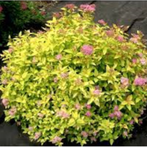 Lanksva japoninė ( lot. Spiraea japonica) Golden Princess