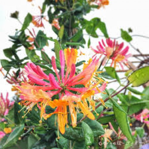 Sausmedis raudonžiedis ( lot.Lonicera x heckrotii) Goldflame