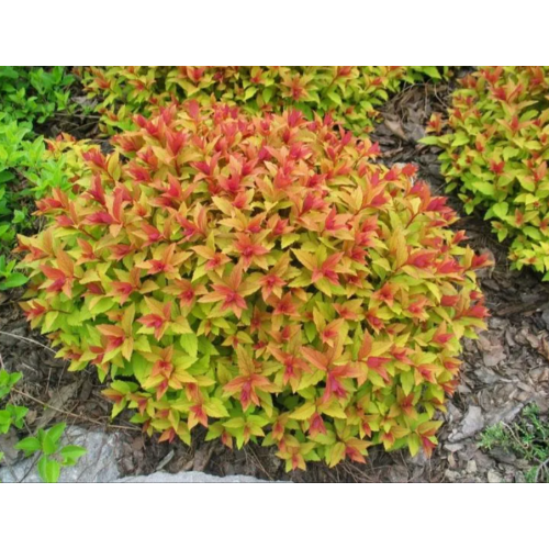 Lanksva japoninė ( lot. Spiraea japonica) Goldflame
