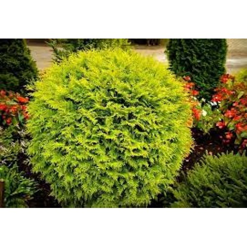 Tuja vakarinė ( lot. Tuja occidentalis) Golden Globe