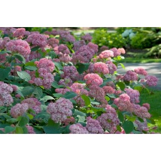 Hortenzija šviesioji (Hydrangea arborescens) Pink pincushion 