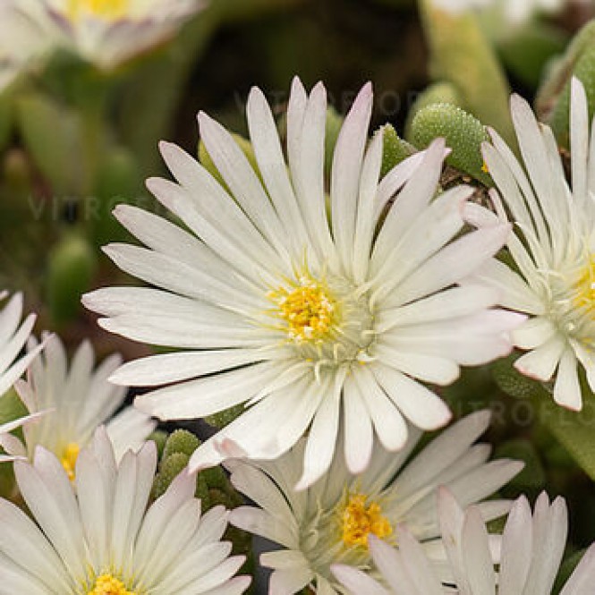 Mudrė ( lot. Delosperma)   Graaf Reinet