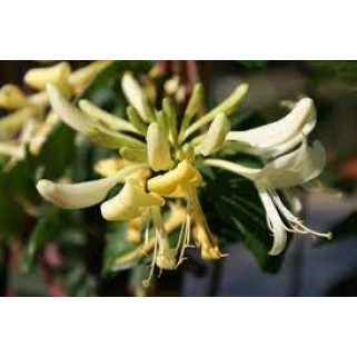 Sausmedis vijoklinis ( lot. Lonicera  periclymenum) Graham Thomas