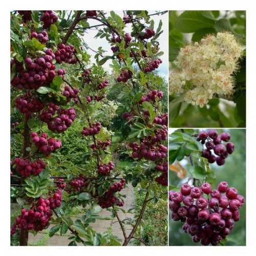 Šermukšnis granatinis ( lot. Crataegosorbus) Granatnaja