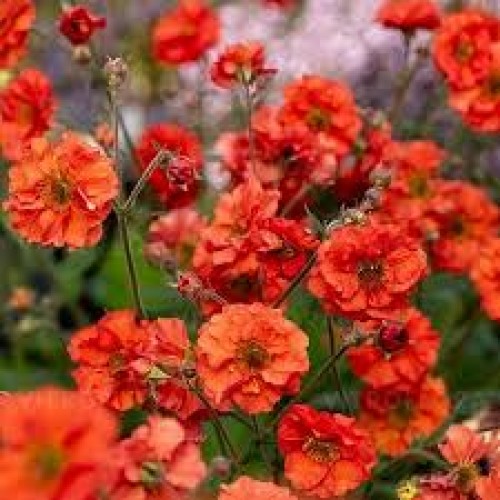 Žiognagė   (lot. Geum hybridum) Grande Rosso