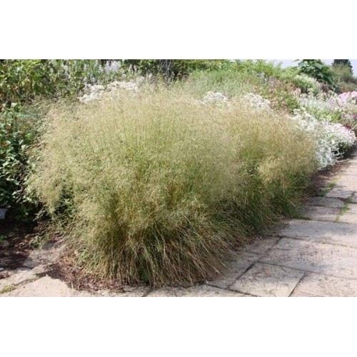 Šluotsmilgė kupstinė ( lot. Dechampasia cespitosa )  Pixie Fountain