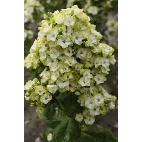 Flioksas ( Phlox paniculata)  Great Expectations