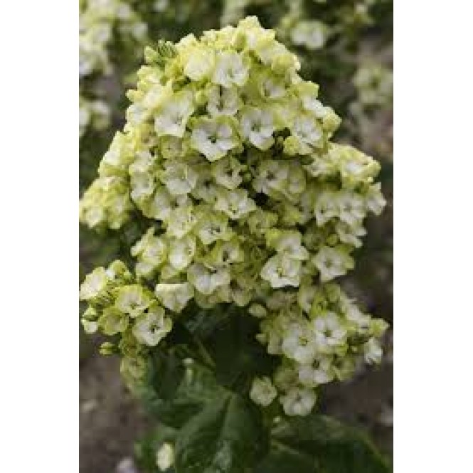 Flioksas ( Phlox paniculata)  Great Expectations