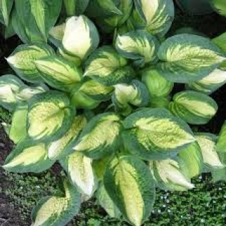 Melsvė ( lot. Hosta) Great expectations