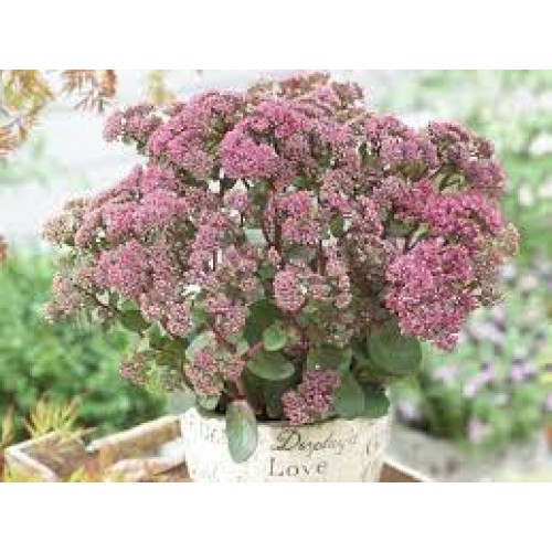 Šilokas  ( lot. Sedum) Seduction Green Pink