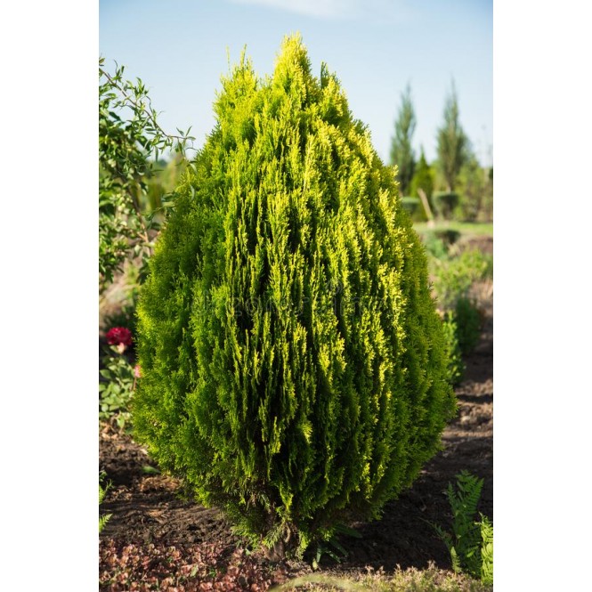 Tuja rytinė ( lot. Thuja orientalis) Aurea Nana