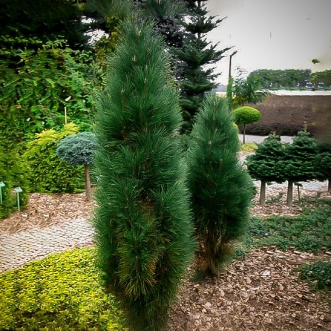 Pušis juodoji ( lot. Pinus nigra )  Green Tower