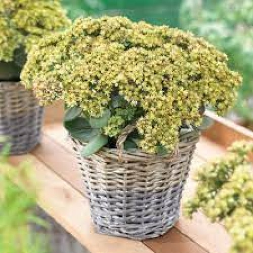 Šilokas  ( lot. Sedum) Seduction Green Yellow