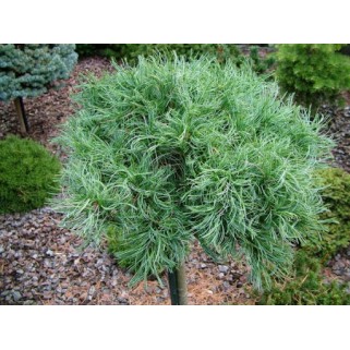 Pušis veimutinė ant koto ( lot. Pinus strobus)  Green Twist