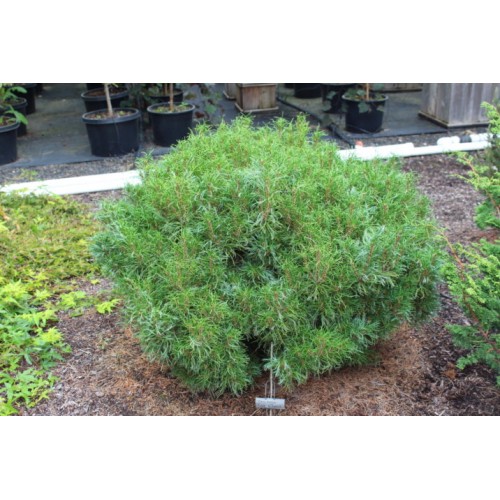 Pušis veimutinė ( lot. Pinus strobus)  Green Twist