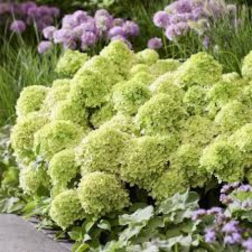 Hortenzija šluotelinė ( lot. Hydrangea paniculata)  Groundbreaker® Greeny