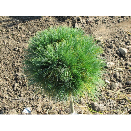 Pušis veimutinė ant koto ( lot. Pinus strobus)  Greg
