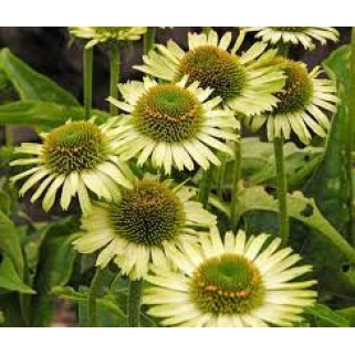 Ežiuolė  (lot.Echinacea purpurea) Green Jewel