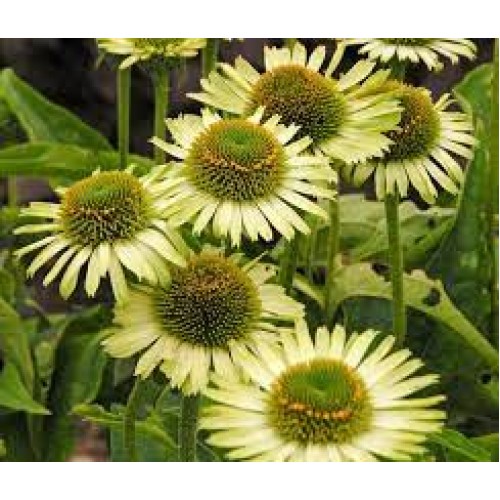 Ežiuolė  (lot.Echinacea purpurea) Green Jewel