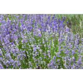 Levanda paprastoji ( lot.Lavandula angustifolia) Munstead