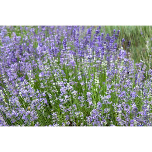 Levanda paprastoji ( lot.Lavandula angustifolia) Munstead