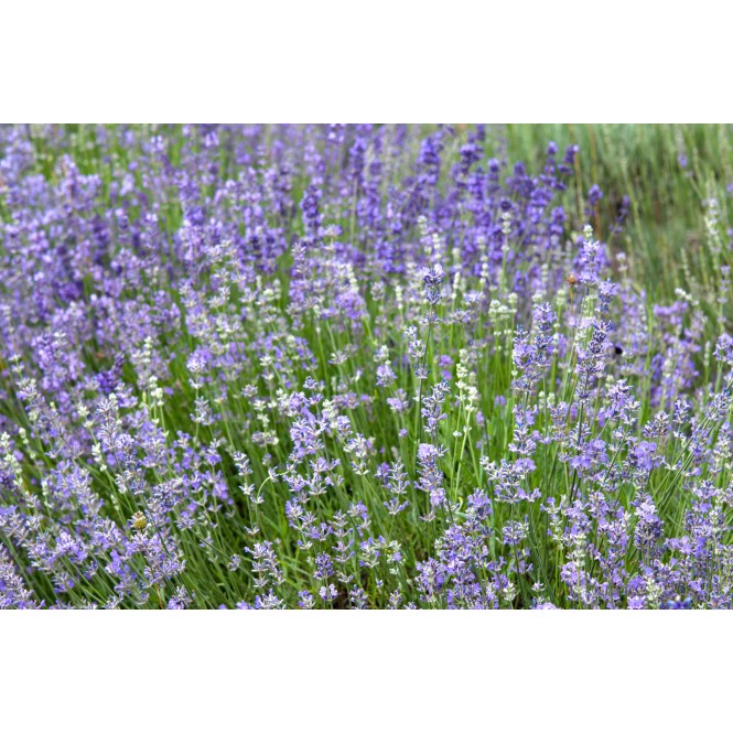 Levanda paprastoji ( lot.Lavandula angustifolia) Munstead