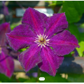 Raganė ( lot.Clematis ) Grunwald