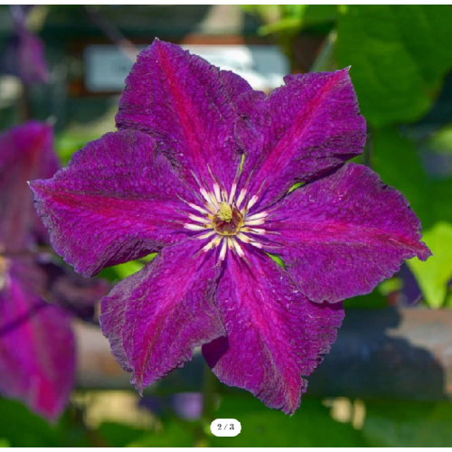 Raganė ( lot.Clematis ) Grunwald