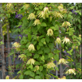 Raganė   ( lot.Clematis )  Golden Surprise