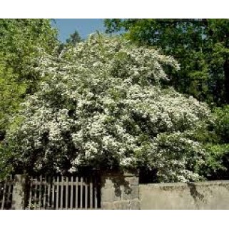 Gudobelė grauželinė ( lot. Cratageus laevigata )