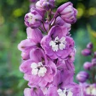 Pentinius didysis (lot. Delphinium elatum ) Guinevere