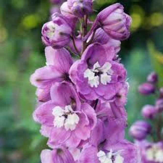 Pentinius didysis (lot. Delphinium elatum ) Guinevere