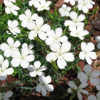 Gvazdikas šilinis ( lot. Dianthus deltoides) Albiflorus