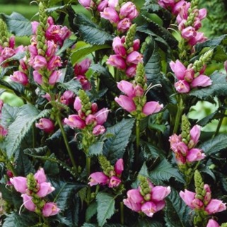 Vėžlūnė (lot.Chelone obliqua)