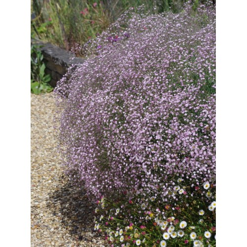 Guboja ( lot. Gypsophila hybride) Rosenschleier