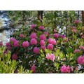 Rododendras ( lot. Rhododendron) Haaga