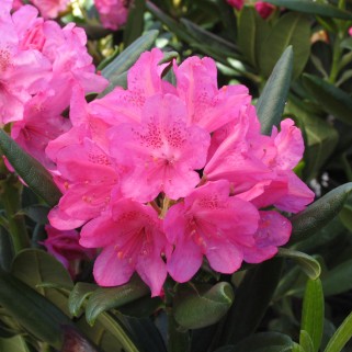 Rododendras ( lot. Rhododendron) Haaga